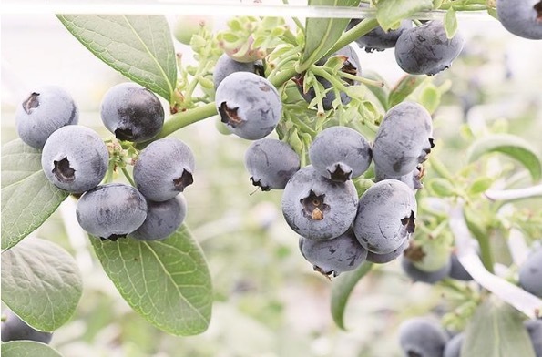 蓝莓迎丰产 美味助增收